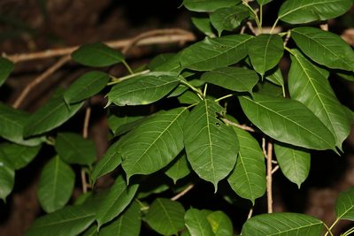 Ficus virens, photographed by Greg Tasney