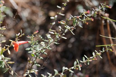 Clinopodium coccineum, photographed by Lauren McLaurin