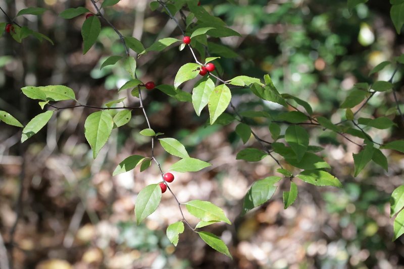 Ilex ambigua, photographed by Lauren McLaurin