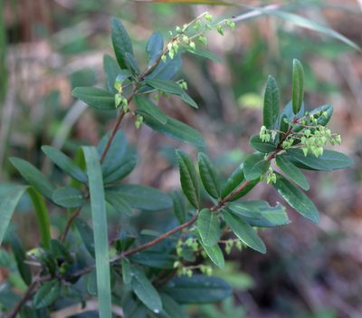 Pieris phillyreifolia, photographed by Lauren McLaurin