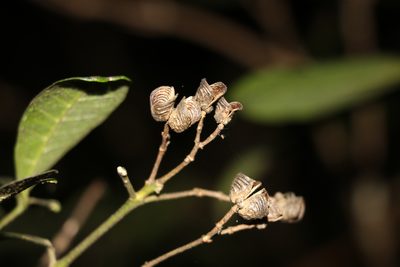 Bouchardatia neurococca, photographed by Greg Tasney