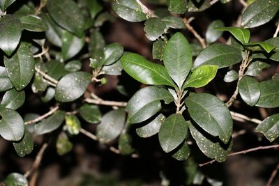 Acronychia pauciflora, photographed by Greg Tasney