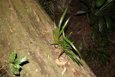 Cymbidium madidum, photographed by Greg Tasney