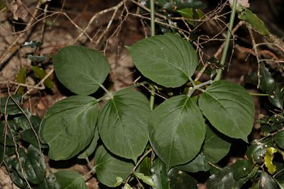 Cayratia acris, photographed by Greg Tasney