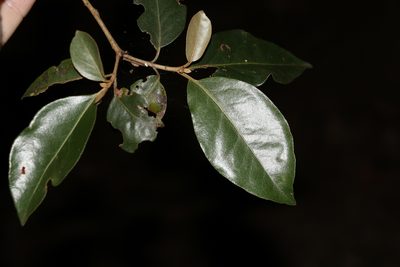 Croton insularis, photographed by Greg Tasney