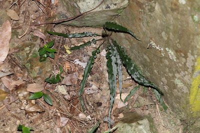 Asplenium attenuatum, photographed by Greg Tasney
