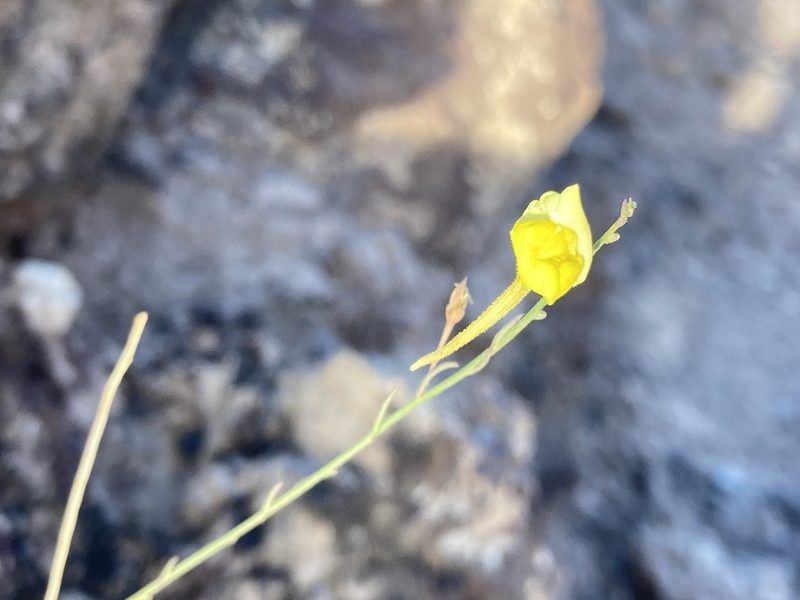 Nanorrhinum scoparium, photographed by John Kenrick Gibson