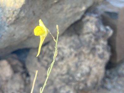 Nanorrhinum scoparium, photographed by John Kenrick Gibson