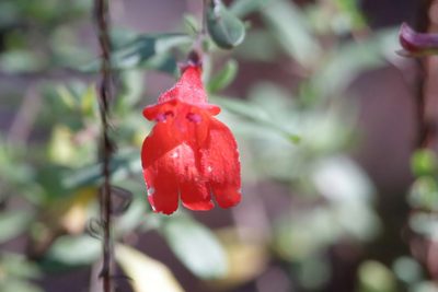 Clinopodium coccineum, photographed by Kim