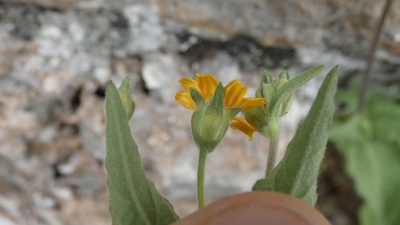 Wedelia acapulcensis, photographed by Ben Costamagna