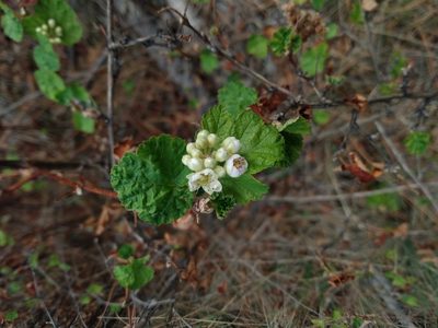 Physocarpus malvaceus, photographed by John Powers