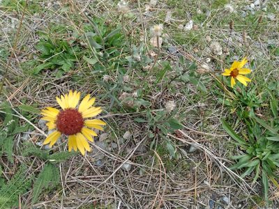 Gaillardia aristata, photographed by John Powers