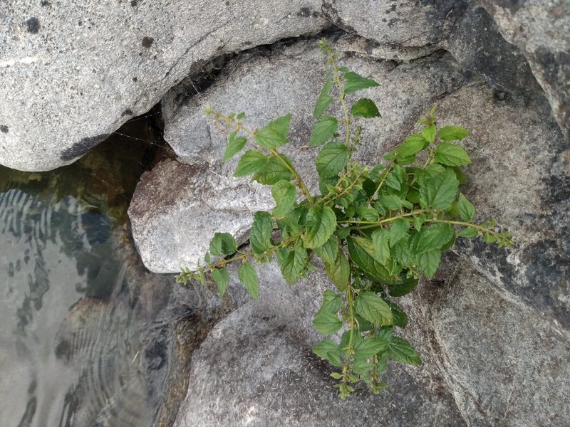 Scutellaria lateriflora, photographed by John Powers
