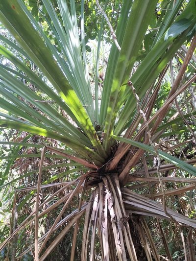 Pandanus solms-laubachii, photographed by Matthew Borella