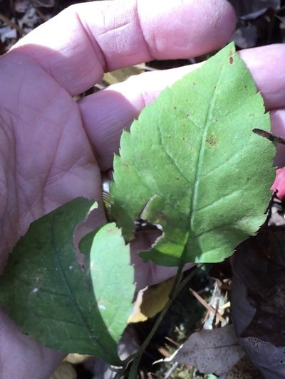 Eurybia mirabilis, photographed by Becky Dill