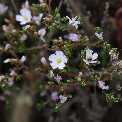 Frankenia pauciflora, photographed by Kym Nicolson