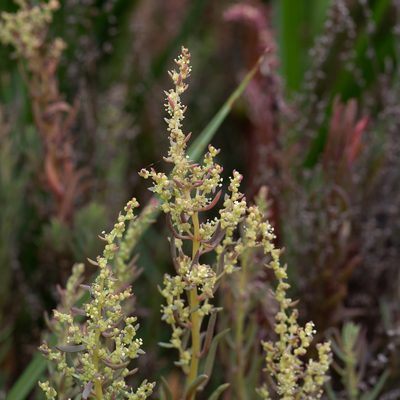 Suaeda australis, photographed by Kym Nicolson