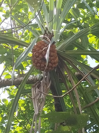 Pandanus solms-laubachii, photographed by Matthew Borella