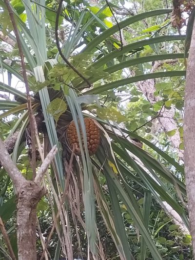 Pandanus solms-laubachii, photographed by Matthew Borella