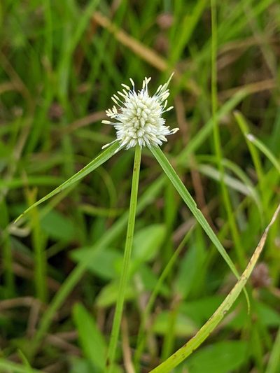Cyperus richardii, photographed by Alison Northup