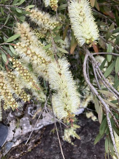Melaleuca pallida, photographed by krumpianking