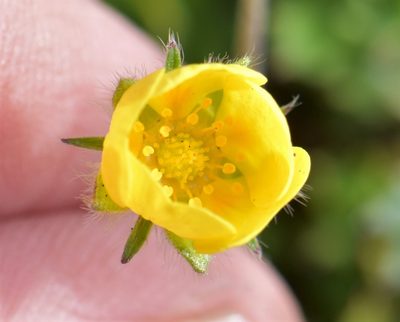 Potentilla hyparctica, photographed by Eric Lamb