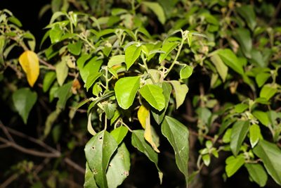 Mallotus discolor, photographed by Greg Tasney