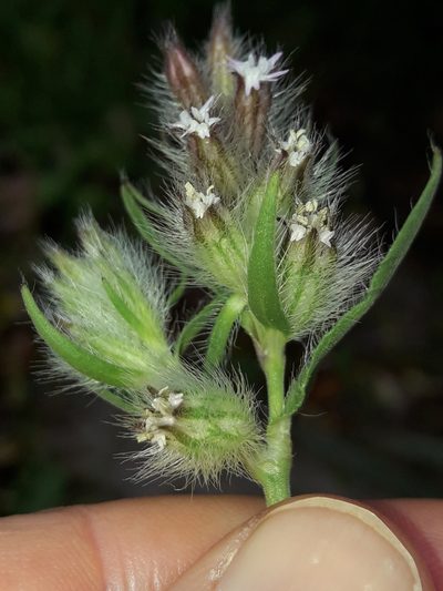 Silene disticha, photographed by naturewatchwidow