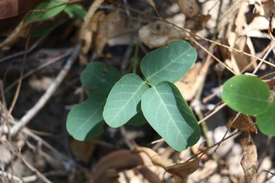 Oxytes brachypoda, photographed by Greg Tasney