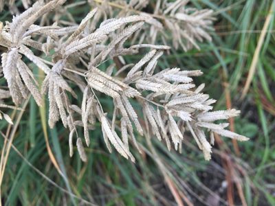 Eragrostis cilianensis, photographed by Daryl Nolan