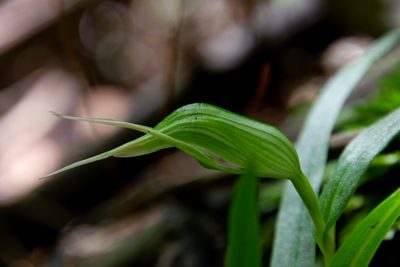 Pterostylis banksii, photographed by Hayden Jones