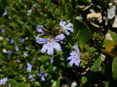 Scaevola crassifolia, photographed by Helium Luo
