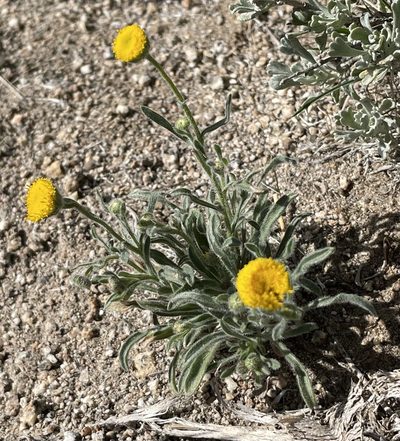Erigeron aphanactis, photographed by Mark Pollock