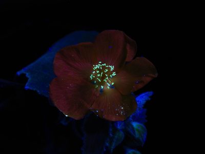 Allowissadula holosericea, photographed by Michelle W. （鍾偉瑋）