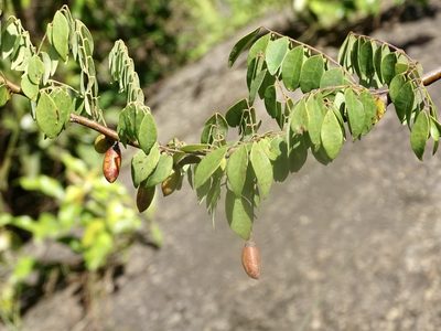 Santaloides microphylla, photographed by Toby Y