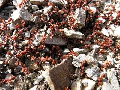 Crassula multicaulis, photographed by John Barkla