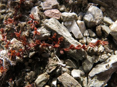 Crassula multicaulis, photographed by John Barkla