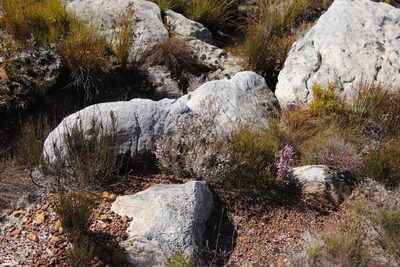 Erica quadrangularis, photographed by Tony Rebelo