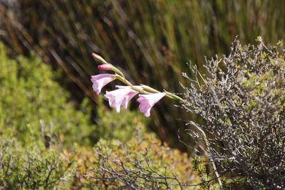 Gladiolus hirsutus, photographed by Tony Rebelo