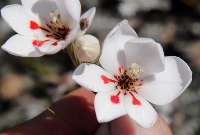 Gladiolus debilis, photographed by Tony Rebelo