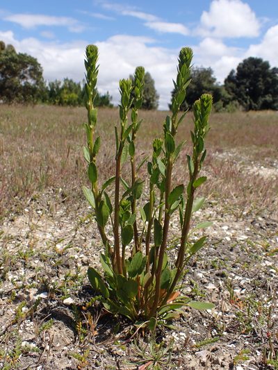 Lawrencia spicata, photographed by Nina Kerr