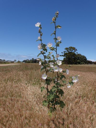 Malva preissiana, photographed by Nina Kerr
