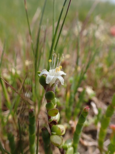 Wilsonia rotundifolia, photographed by Nina Kerr
