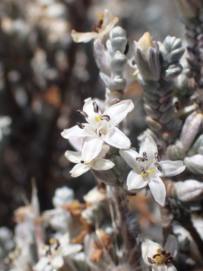 Wilsonia humilis, photographed by Nina Kerr
