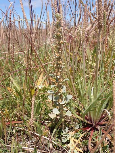 Lawrencia glomerata, photographed by Nina Kerr