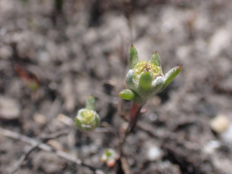 Angianthus preissianus, photographed by Nina Kerr
