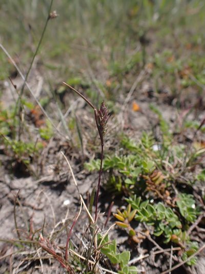 Tribolium obliterum, photographed by Nina Kerr