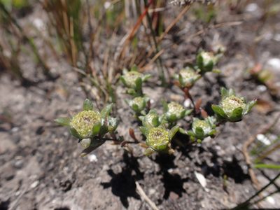 Angianthus preissianus, photographed by Nina Kerr