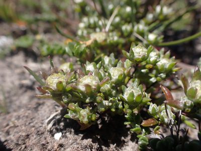 Angianthus preissianus, photographed by Nina Kerr