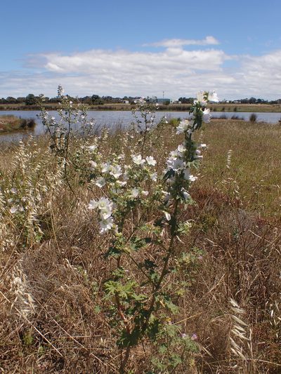 Malva preissiana, photographed by Nina Kerr